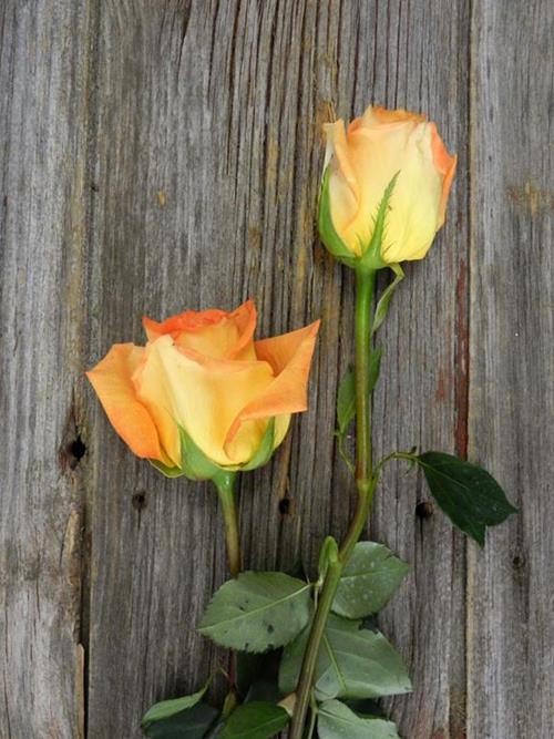 CARIBBEAN  BI-COLOR ORANGE/YELLOW ROSE